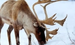 Reindeer